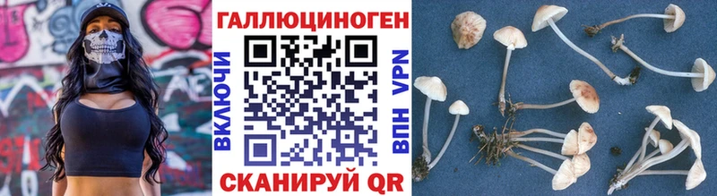 Псилоцибиновые грибы Psilocybe  Краснознаменск 